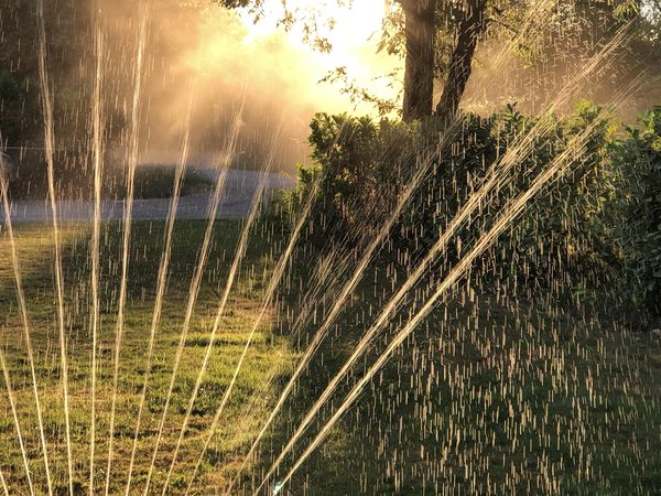Watering Lawn @ Sunset thumbnail
