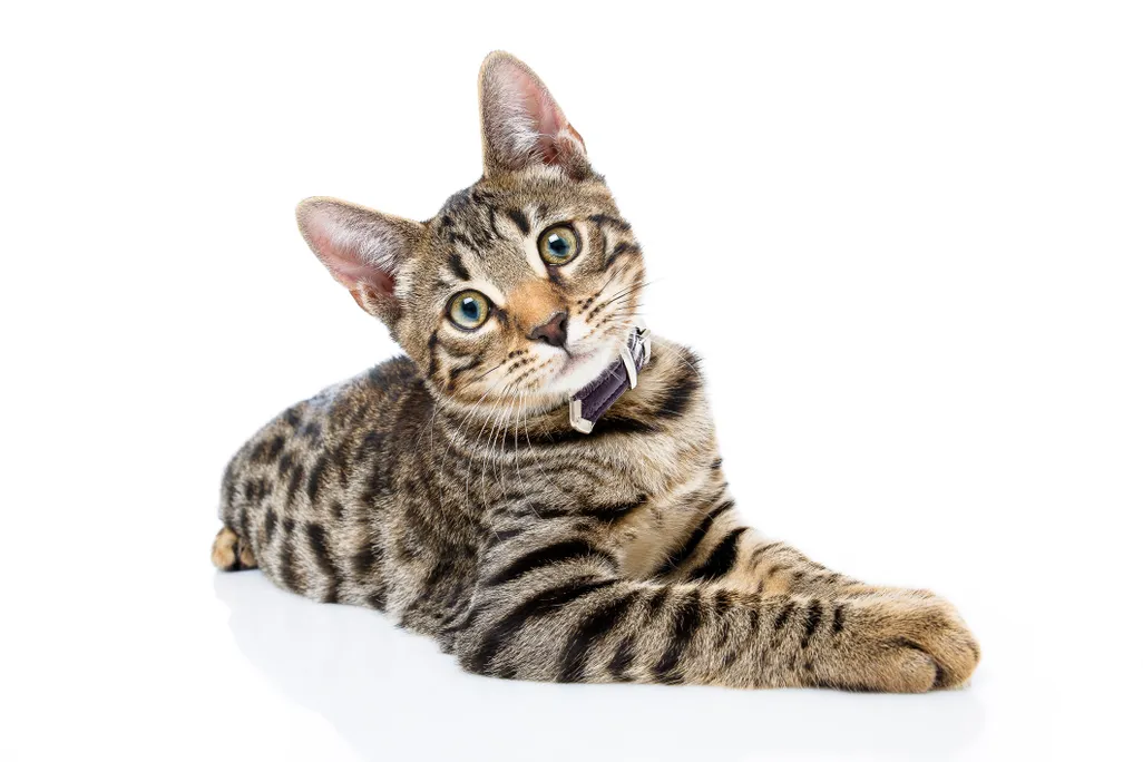 A brown striped cat lying on its belly with its head tilted to the side.