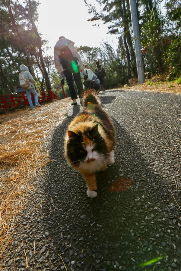 The Guardian of Cat Island thumbnail