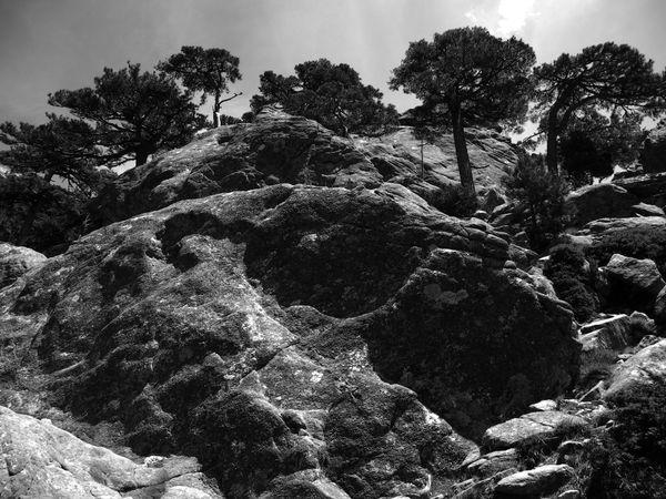 Boulder wall with plumes of trees near 'Trou de la Bombe' thumbnail