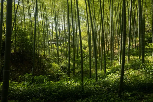 Arashiyama Bamboo Forest thumbnail