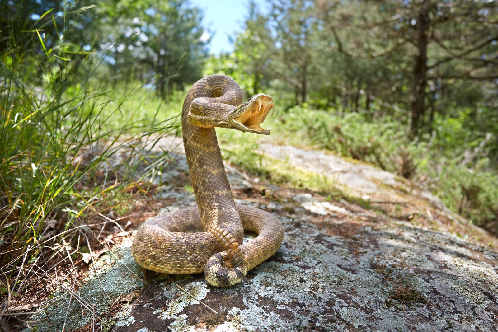 Rare two-headed snake found in Texas yard