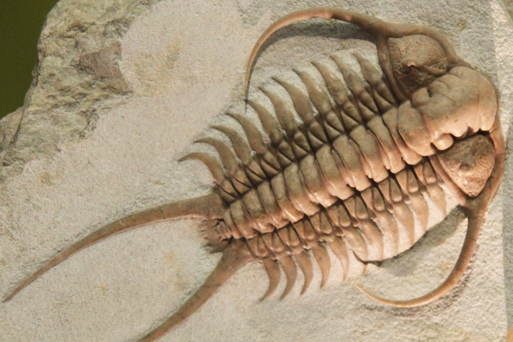 trilobite.png