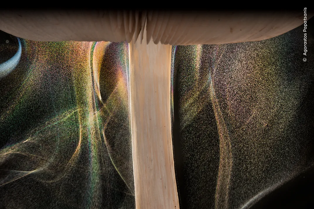 close-up of a mushroom stalk with the cap of the mushroom at the top, tiny spores fall from the mushroom and are illuminated