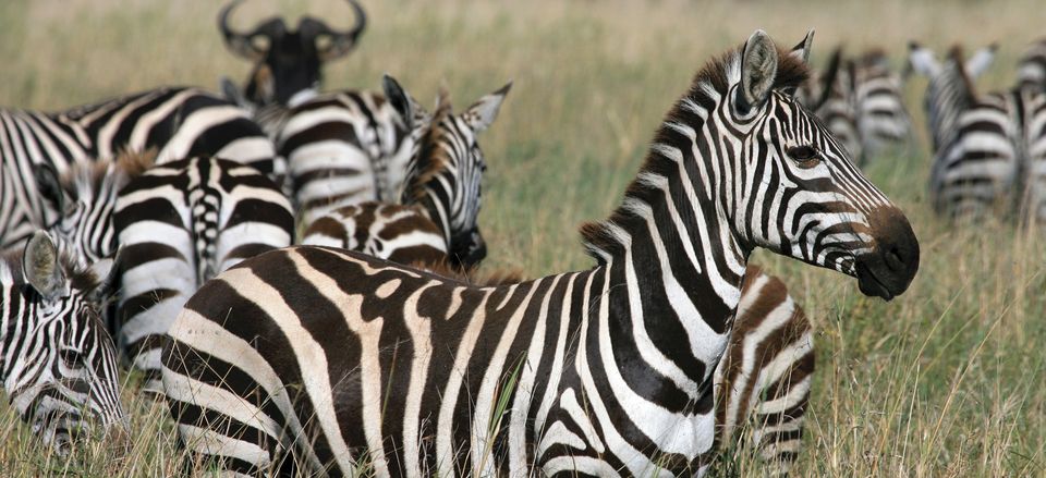  Some zoologists believe that stripes help a zebra to hide in grass from lions, who are color blind.  