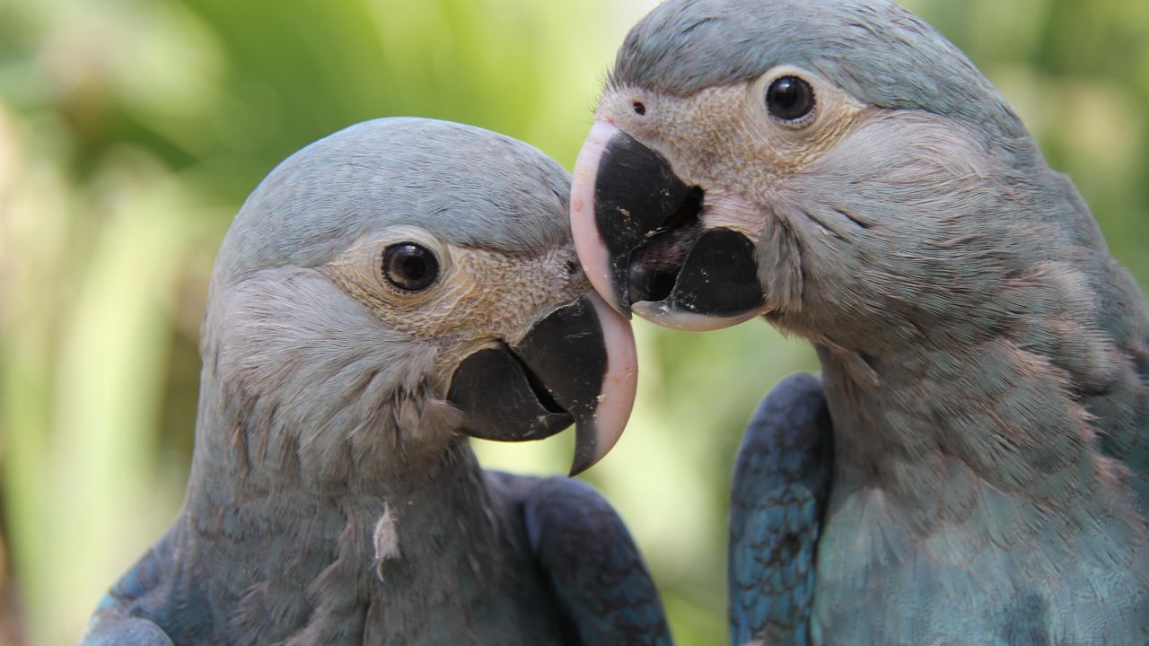 Rio Brazil Birds