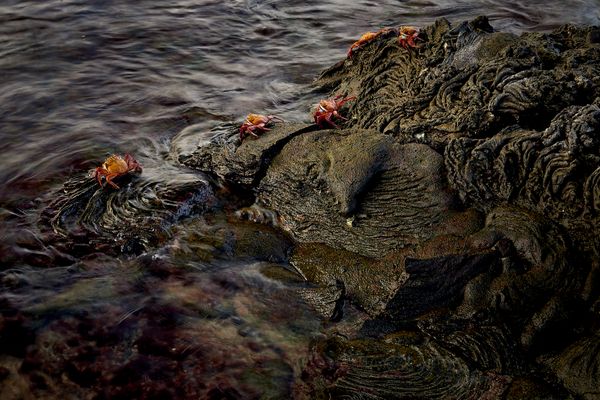 Sally Lightfoot Crabs of Galapagos thumbnail