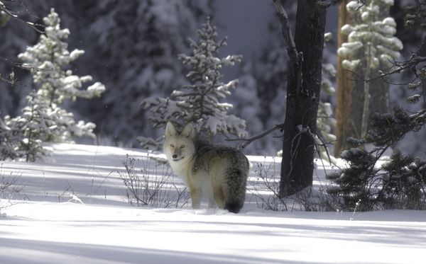 Wolf?  Coyote?    Heartstopping Moment! thumbnail