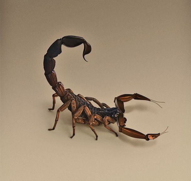 Scorpion