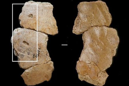 Unearthed at the Cova Negra site in Spain, skull fragments from a Neanderthal child have telltale punctures in the right parietal region. 