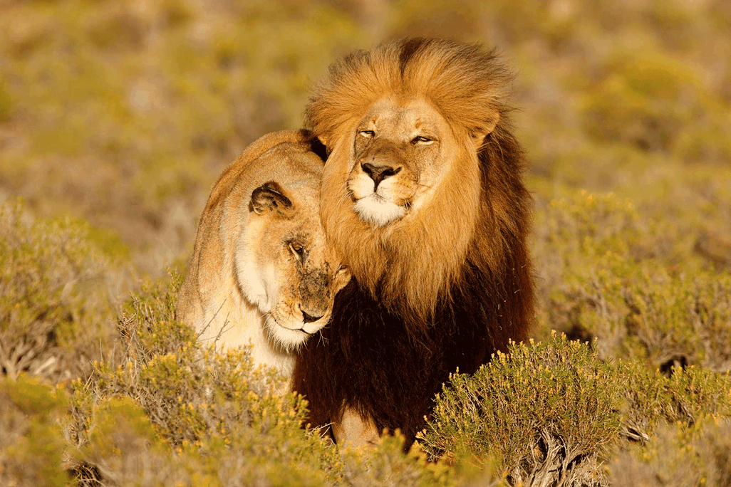 Lions Cuddling