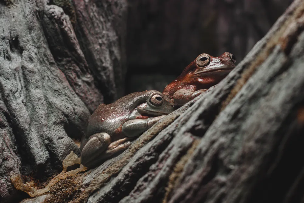 These are two frogs in a small tree, they had just eaten a few bugs before this picture was taken.