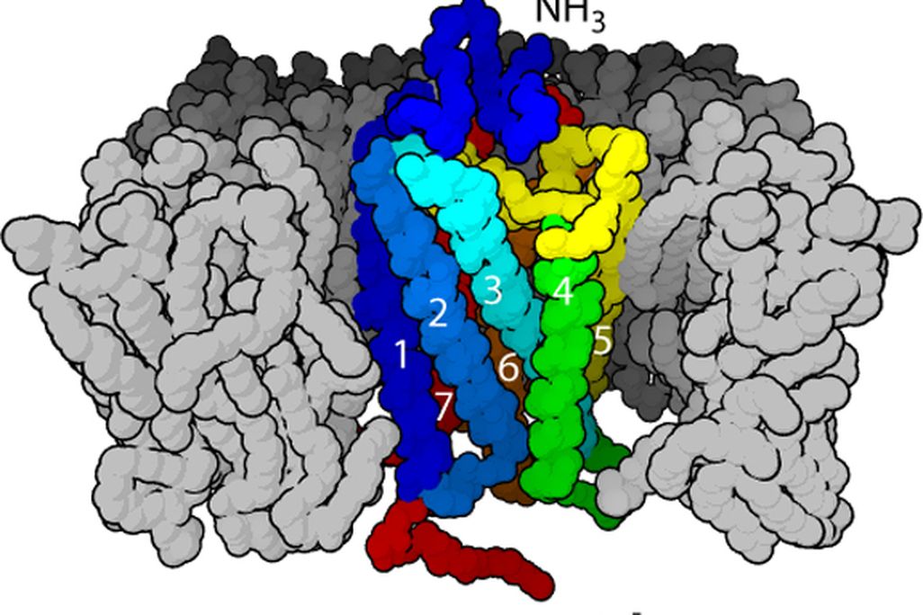 GPCR