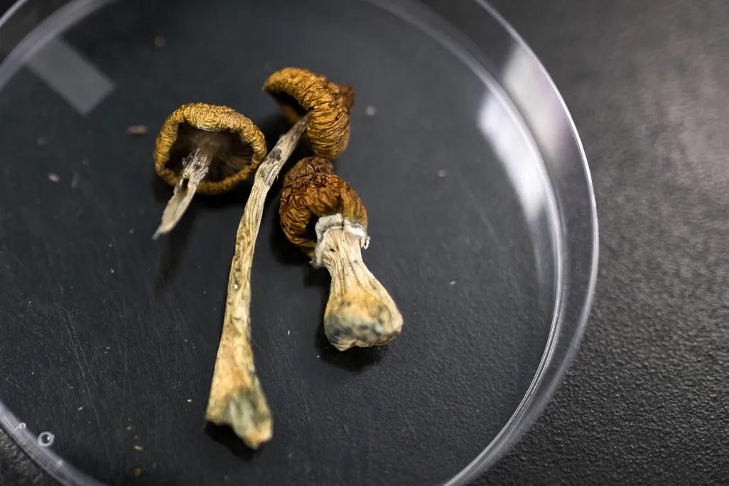 dried psilocybe mushrooms in a Petri dish