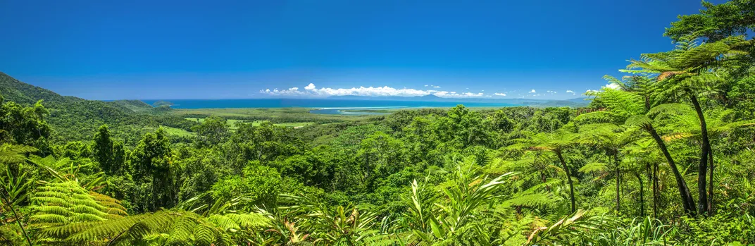 The Daintree Rainforest