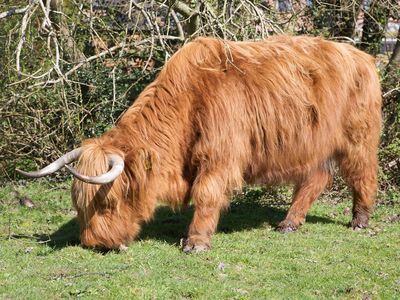 The introduction of cows changed the diet of ancient Britons
