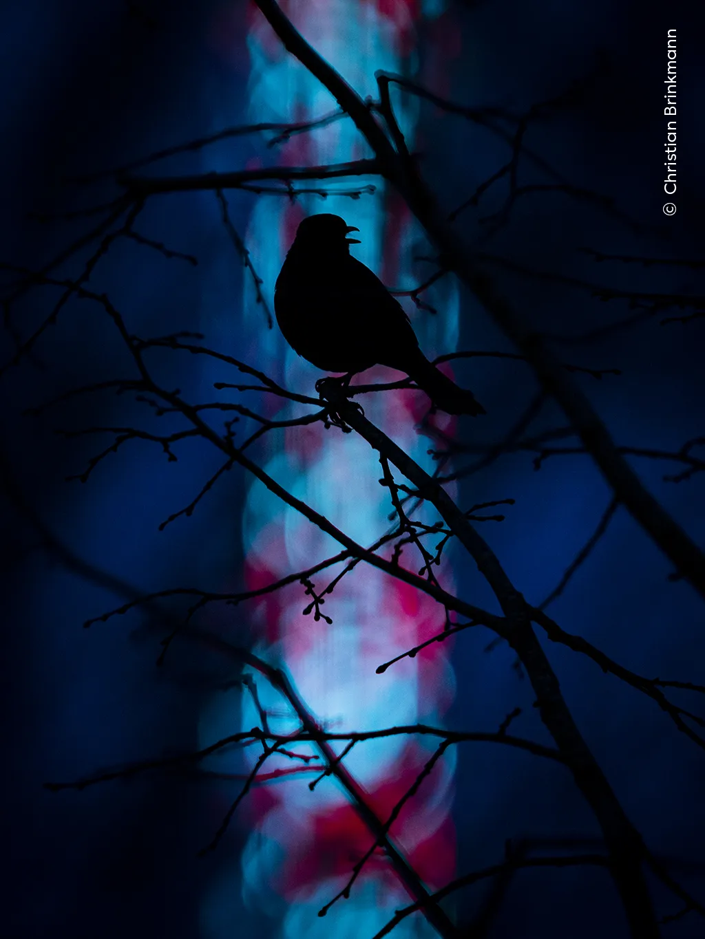 a bird in trees is seen in silhouette, in front of some blue and purple lights that are blurred