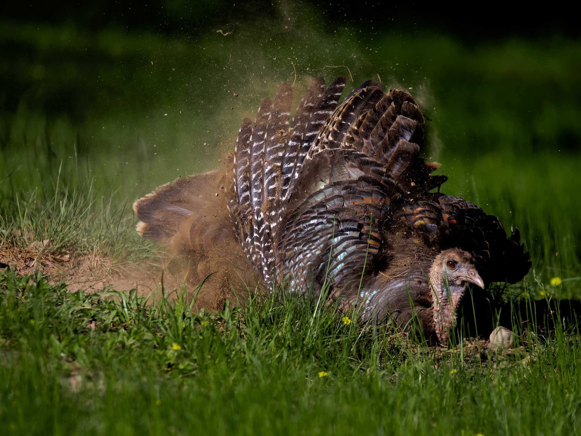 View Amazing Photos and Video of a Turkey Dust Bathing