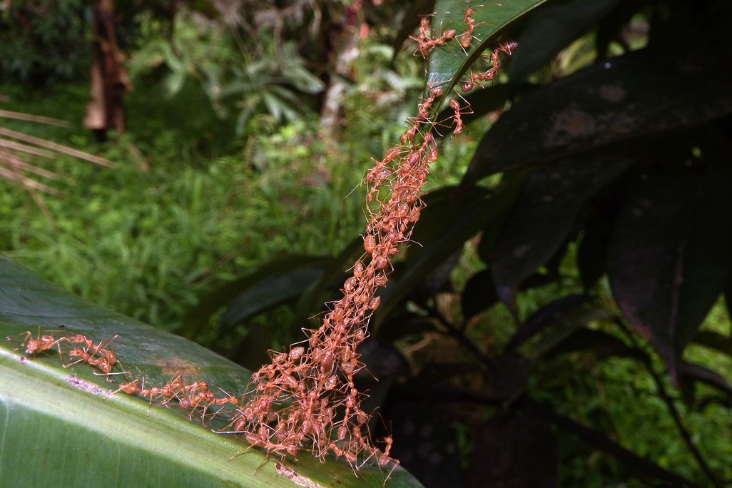 weaver ants hold onto each other to form a bridge between two leaves