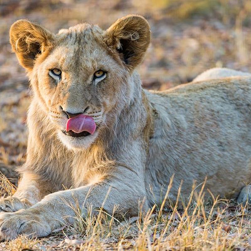 Yes, Lions Will Hunt Humans if Given the Chance, Smart News