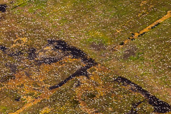 Snow Geese Migration thumbnail