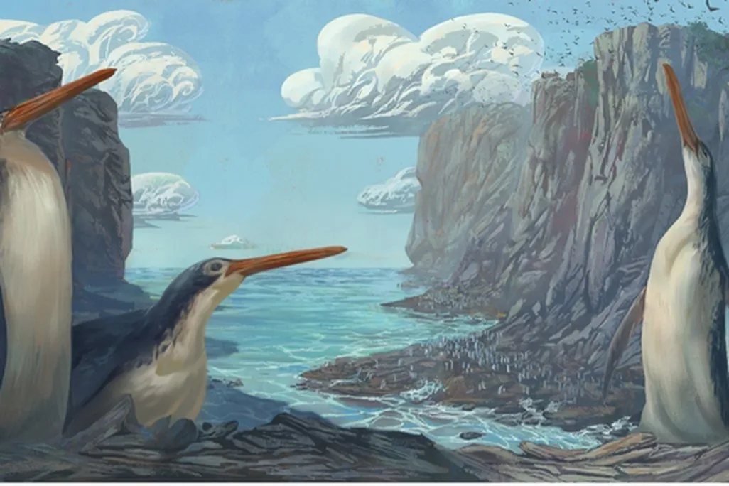 An artist's interpretation of what the tall, skinny penguins would look like when they roamed the earth among tall rocky cliffs along the ocean's coast