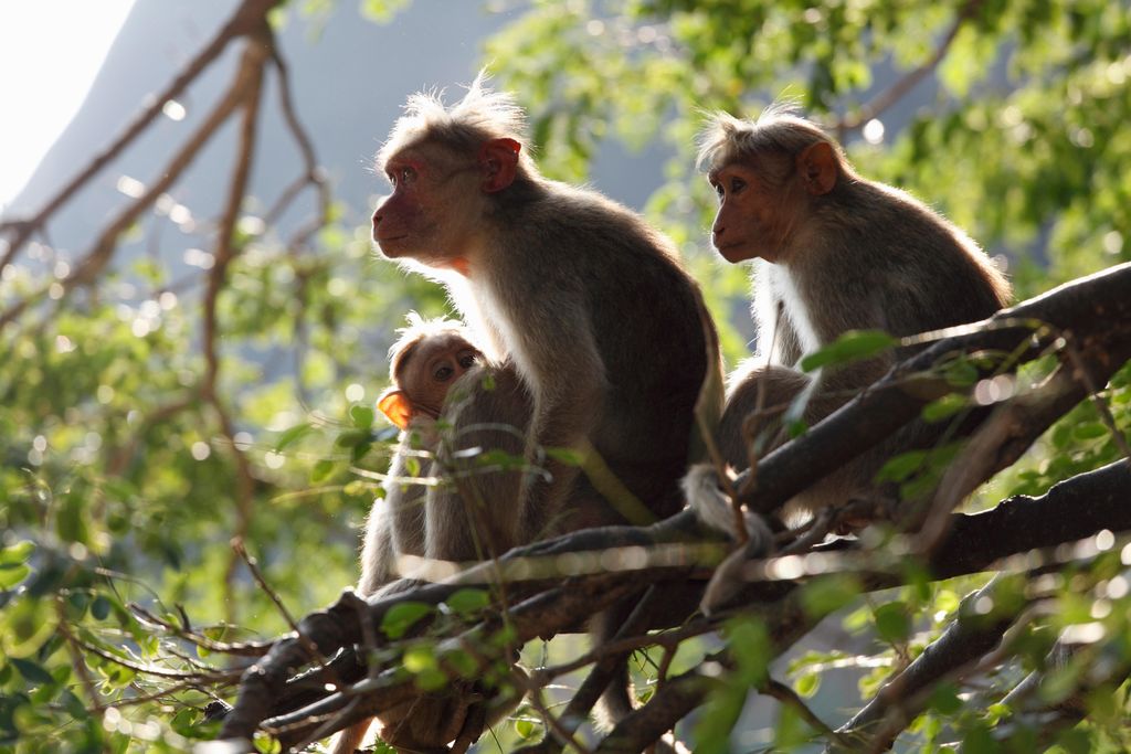 rhesus monkeys