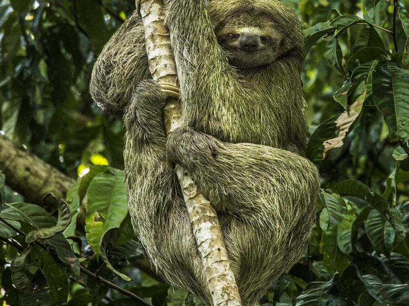 Tree Sloth | Smithsonian Photo Contest | Smithsonian Magazine