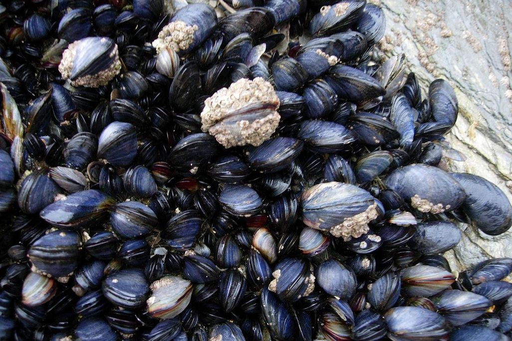 1200px-CornishMussels.jpg