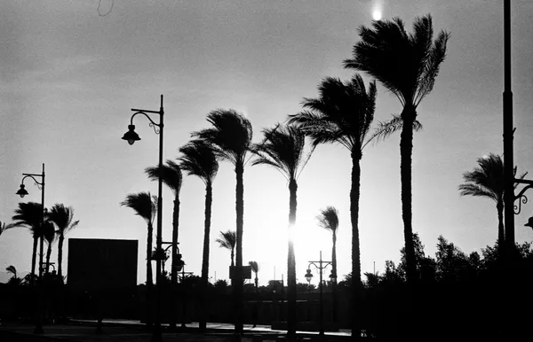 Palms in Hurghada thumbnail