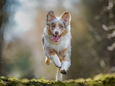 Researchers surveyed the owners of 18,385 dogs and&nbsp;sequenced the DNA of 2,155 dogs for a new study analyzing&nbsp;dog behavior and&nbsp;breed.&nbsp;

&nbsp;