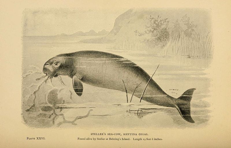 An Extinct Sea Cow May Help the Restoration of California’s Dwindling Kelp Forests