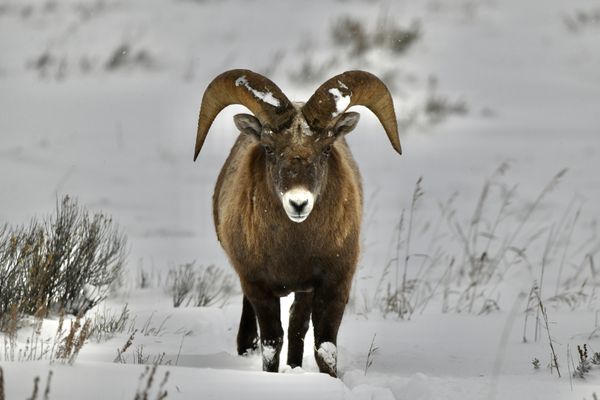 Bighorn Sheep thumbnail