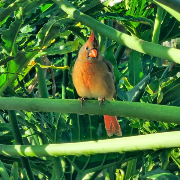 Lady in Red thumbnail