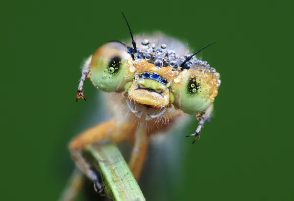 Angry Damselfly thumbnail