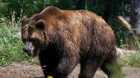 The brown bear is among the largest land animals in the northern hemisphere. Whether there is still room for it in the French Pyrenees is uncertain.