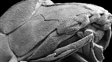 This ancient fossil, just discovered in China, could upend our understanding of how all vertebrates evolved over time.