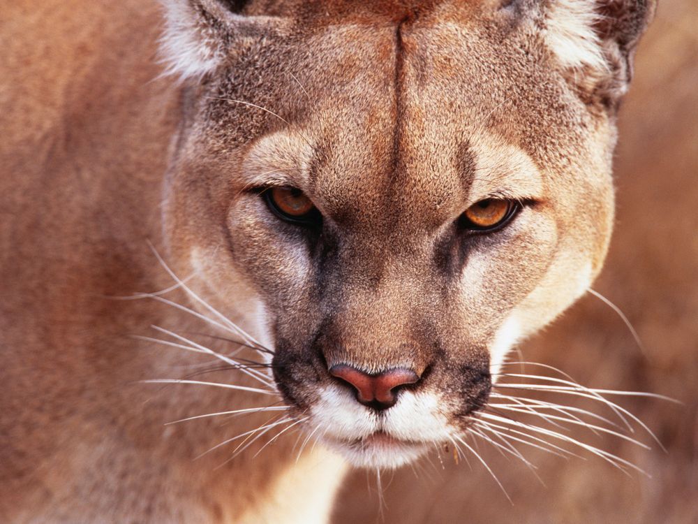 cougar