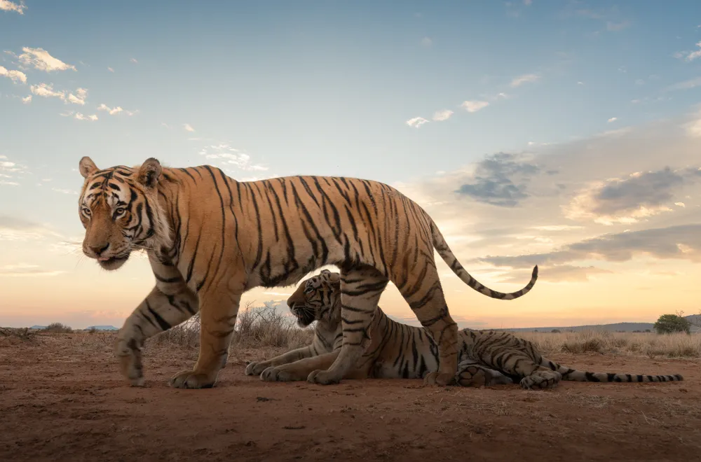 The photo shows two tigers in a natural setting during sunrise. One of them is walking with an attentive and determined expression, while the other is resting on the ground, calmly observing from beneath the standing tiger’s body. The composition creates an interesting visual effect, with the standing tiger framing the one lying in the background.
The sky, illuminated by the soft light of sunrise, with golden tones and scattered clouds, adds a serene and fresh atmosphere to the image, highlighting the majesty of these felines in their habitat. The contrast between the movement of the walking tiger and the stillness of the other reinforces the sense of balance and harmony in the scene. It is an impressive capture that reflects both the strength and tranquility of these magnificent animals.