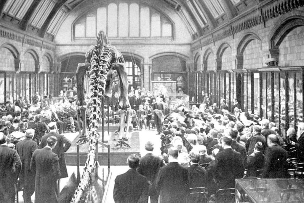 20110520083226diplodocus-uk-presentation.jpg
