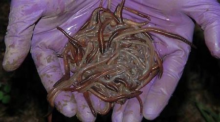 Earthworms may play a crucial role in helping plants defend themselves from being devoured by slugs.