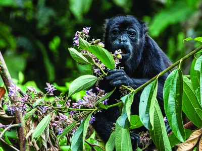 A black monkey sits on a tree branch, looking at the camera and eating flowers