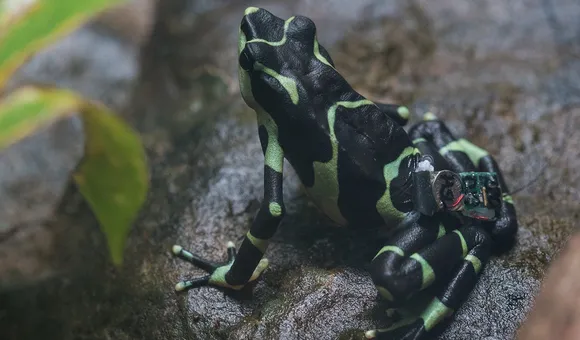 limosa-harlequin-frog-release.jpg