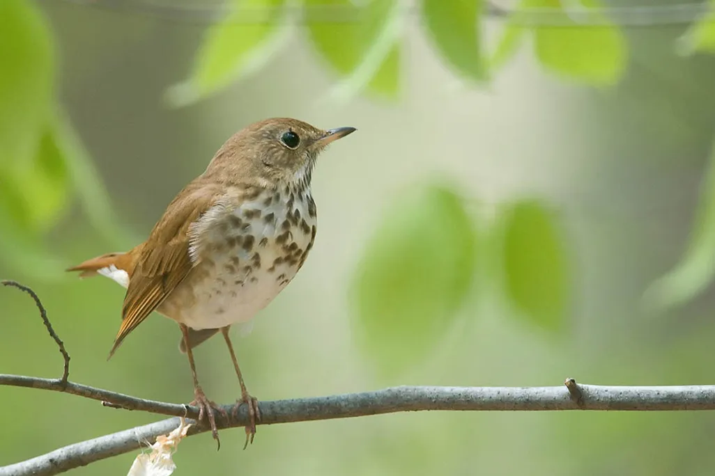 Hermit thrush