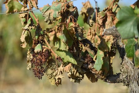 This photo, taken June 30, shows how badly crops were burnt and dried out by heat and sun in France's southern wine country.