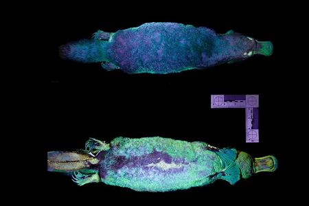 Platypuses' nocturnal nature made researchers suspect they might glow under ultraviolet light.