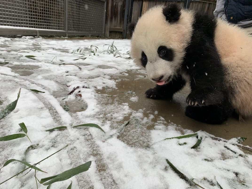 Giant panda cub Xiao Qi Ji takes his first steps in snow