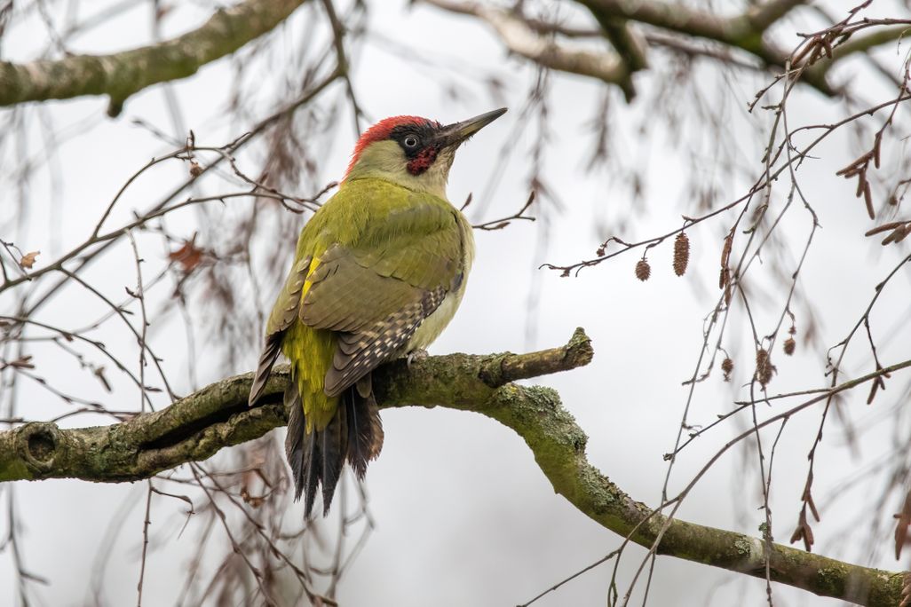 European Green Woodpecker