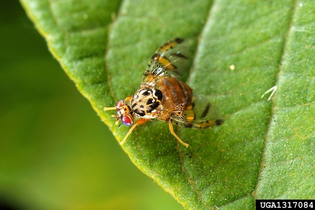A fly on a leaf