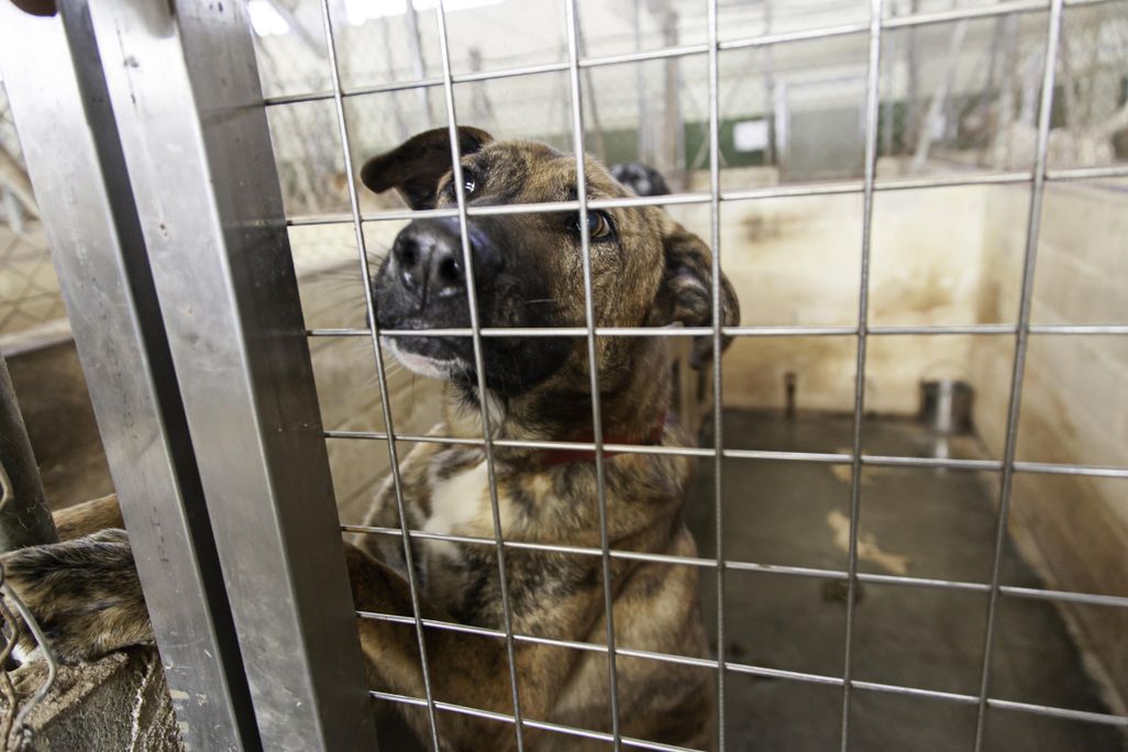 abandoned dog
